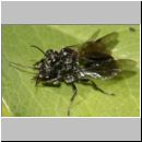 Pemphredon sp Grabwespe 03b 7-9mm.jpg